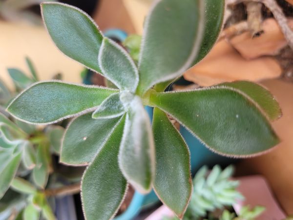 Identificação da planta Sempre-viva por foto