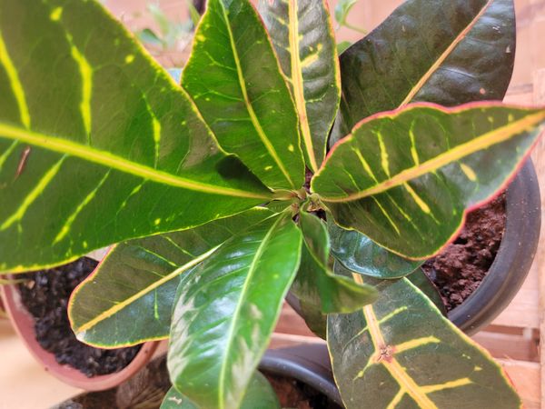 Identificação da planta Cróton por foto