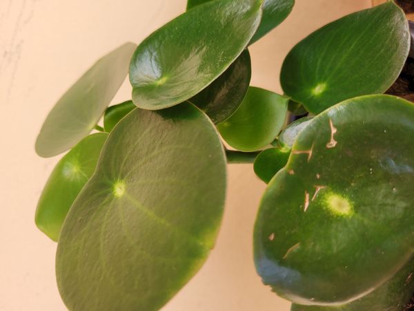 Identificação da planta PILÉIA por foto