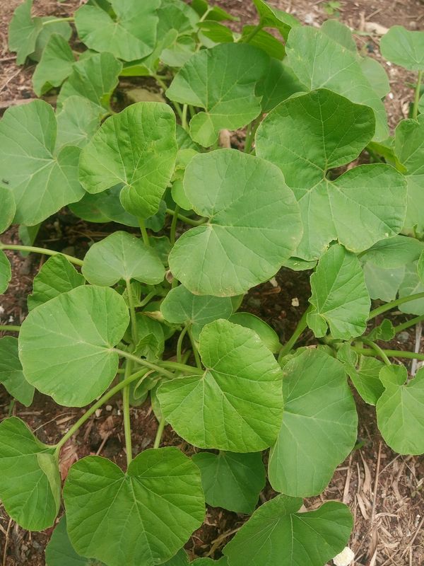 Identificação da planta Abóbora por foto