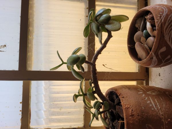 Identificação da planta Planta-jade por foto