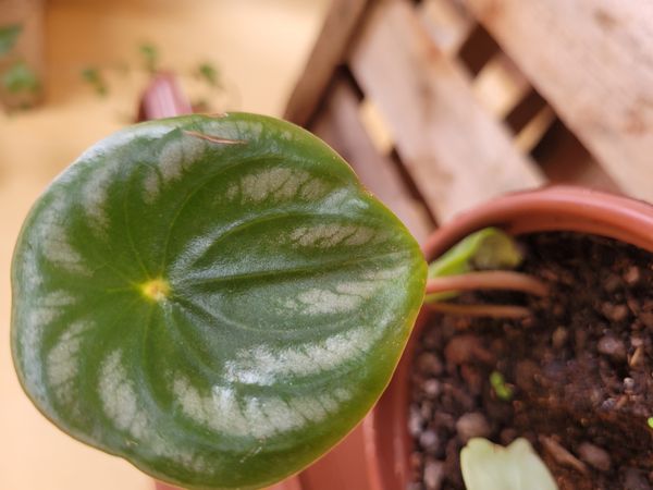 Identificação da planta Peperômia melancia por foto