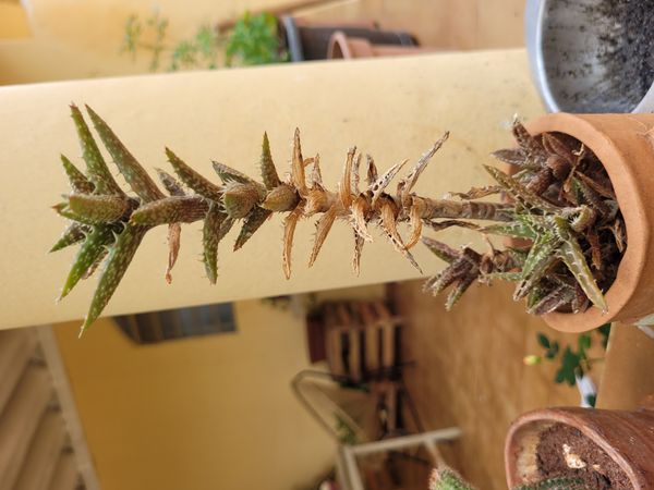 Identificação da planta Dente de tigre por foto