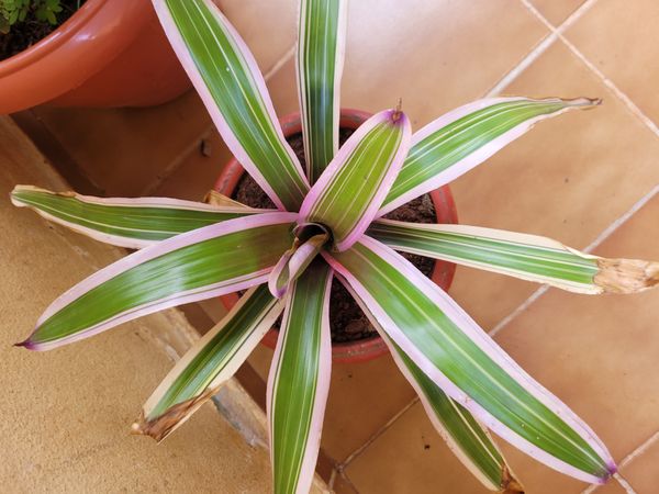 Identificação da planta Abacaxi-roxo por foto