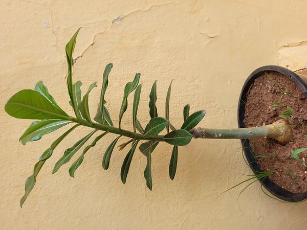 Identificação da planta Rosa-do-deserto por foto