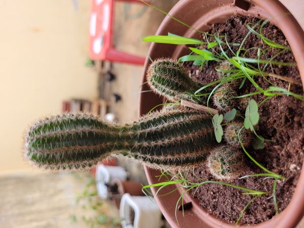Identificação da planta Cacto ouriço por foto
