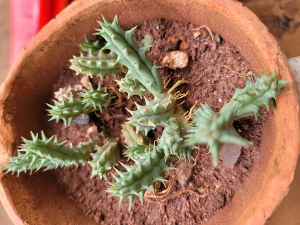 Identificação da planta Huernia por foto