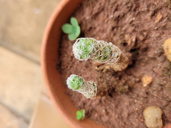 Identificação da planta Dedal por foto