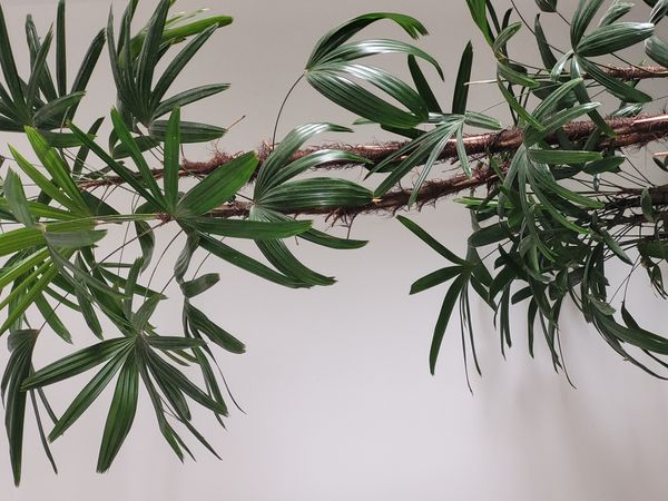 Identificação da planta Palmeira-ráfis por foto
