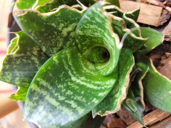 Identificação da planta Espada-de-São-Jorge por foto