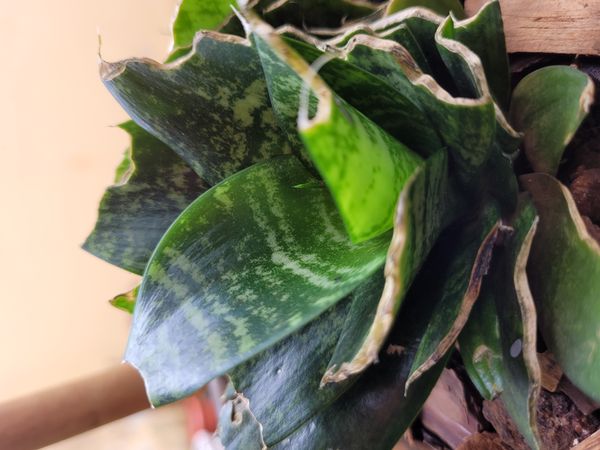 Identificação da planta Espada-de-São-Jorge por foto