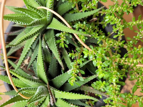 Identificação da planta Suculenta Rabo de Tatu por foto