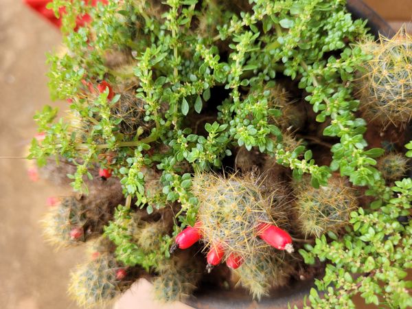 Identificação da planta Cacto-ouriço por foto