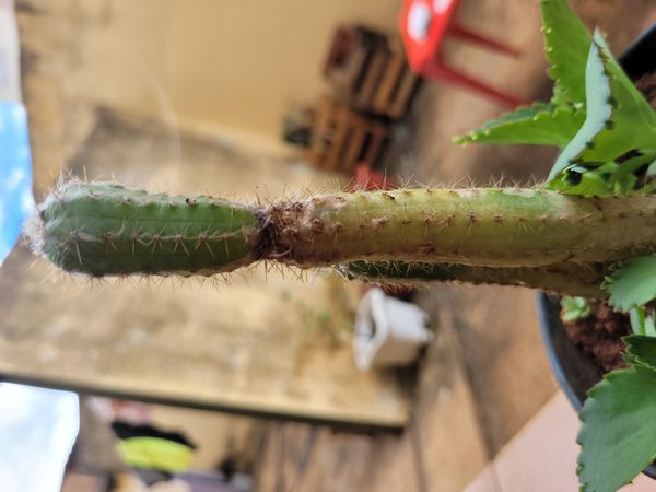Identificação da planta Cacto-pavio por foto
