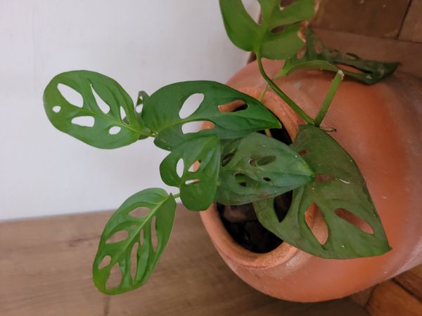 Identificação da planta Costela de eva por foto