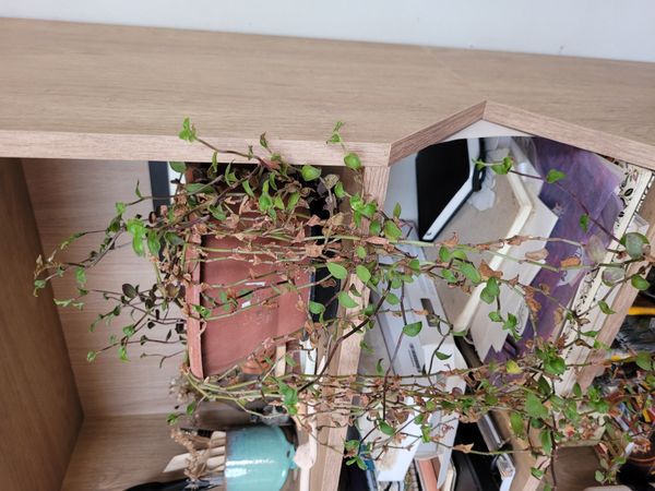 Identificação da planta Tradescantia-nanica por foto