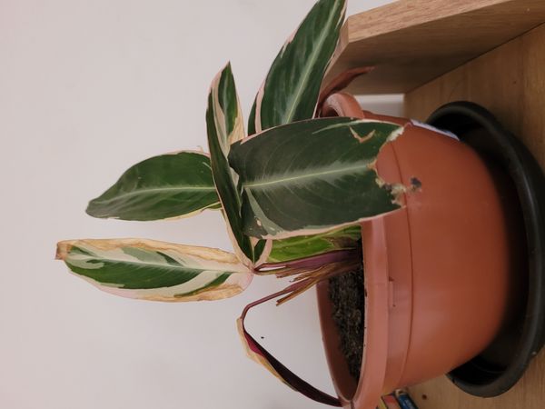 Identificação da planta Calateia Triostar por foto