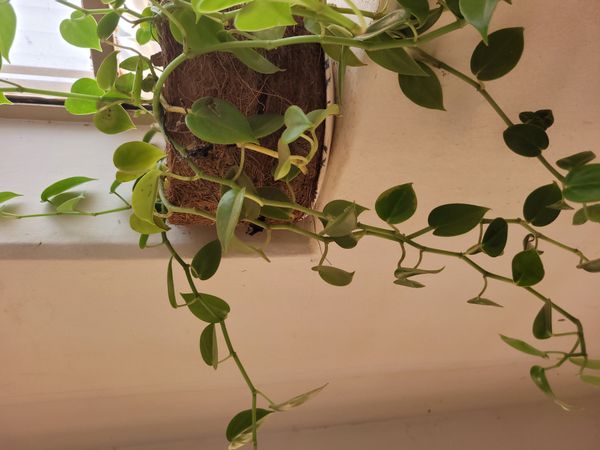 Identificação da planta Oriri por foto