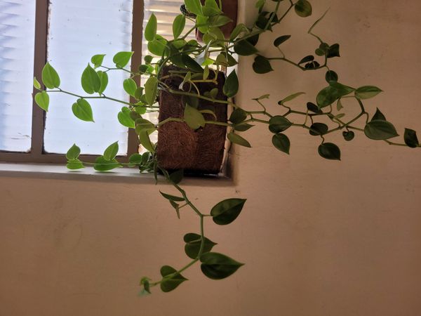 Identificação da planta Jiboia por foto