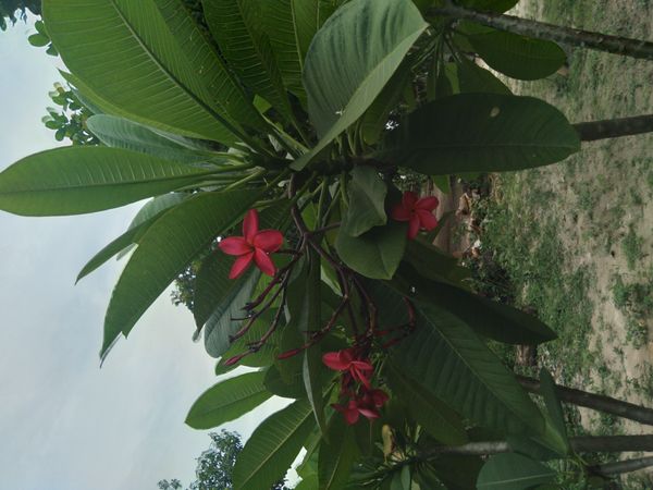Identificação da planta Jasmim-manga por foto