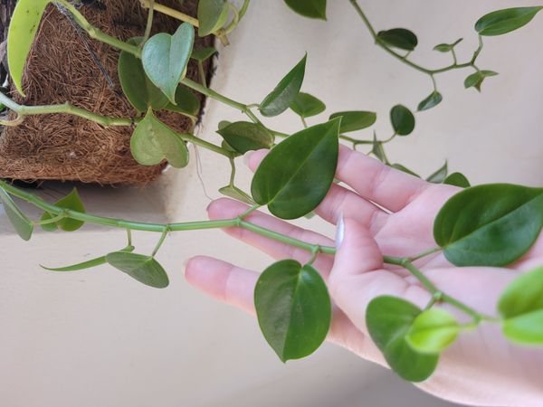 Identificação da planta Oriri por foto