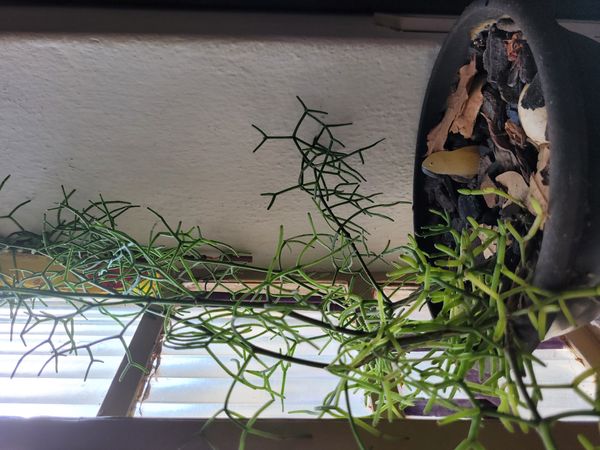 Identificação da planta Cacto Coral por foto