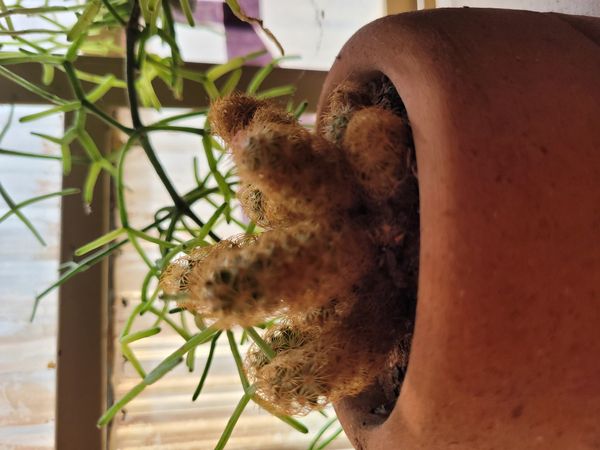 Identificação da planta Dedo-de-dama por foto