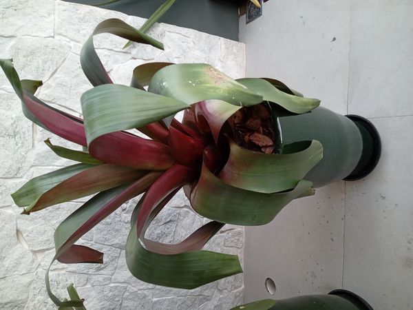 Identificação da planta Gravatá por foto
