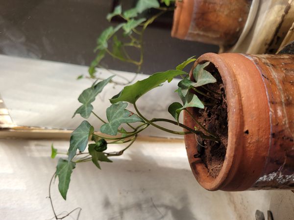 Identificação da planta Hera-do-cabo por foto