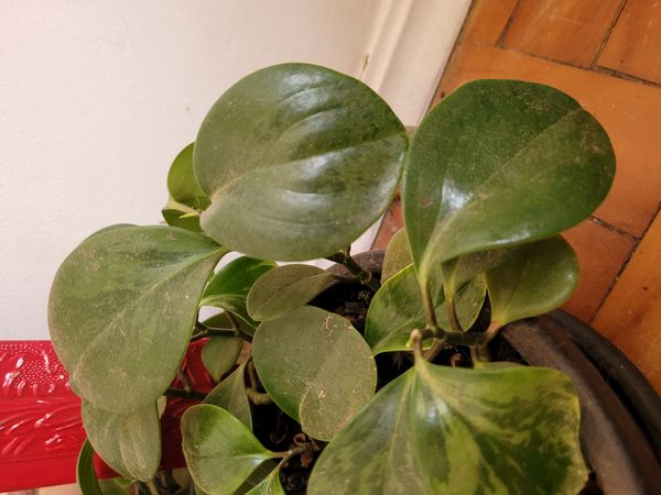 Identificação da planta Peperômia por foto