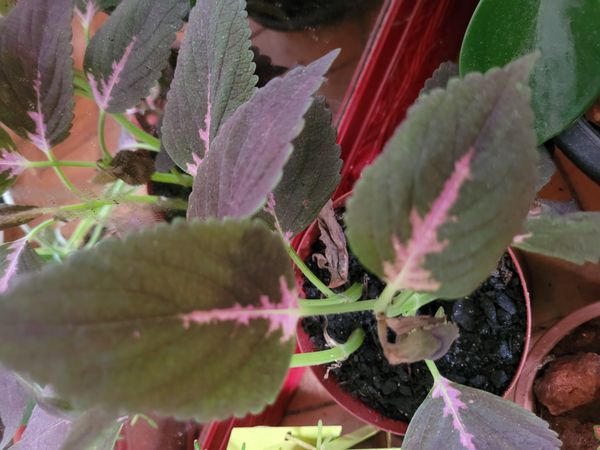 Identificação da planta Coléus por foto