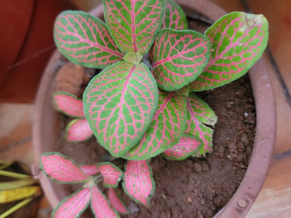 Identificação da planta Nervura-branca por foto