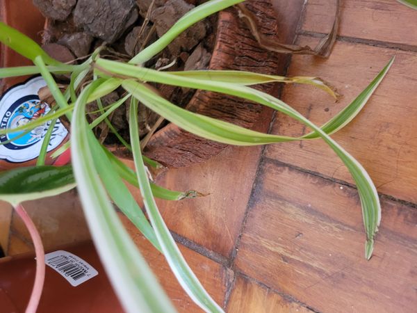 Identificação da planta Clorófito por foto