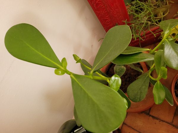 Identificação da planta Abaneiro por foto
