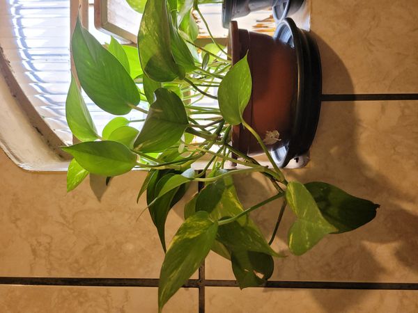 Identificação da planta Jiboia por foto