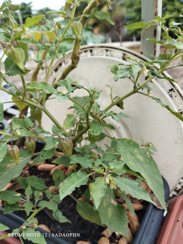 Identificação da planta Camapu por foto