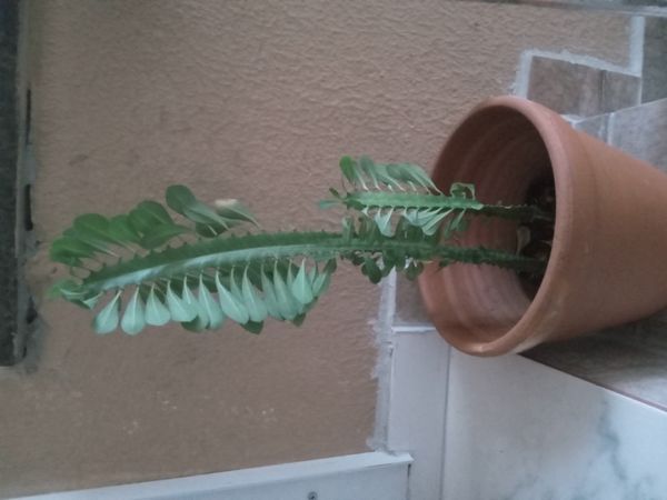 Identificação da planta Candelabro por foto