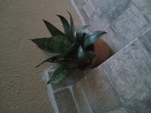 Identificação da planta Bromélia por foto