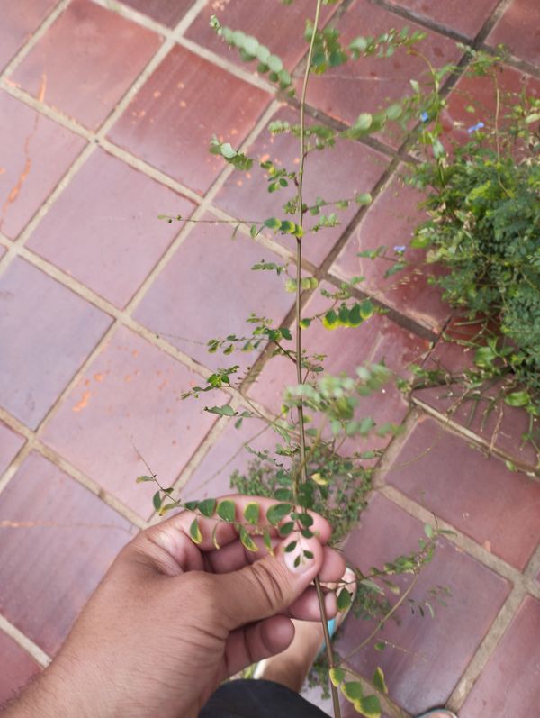 Identificação da planta Quebra pedra por foto