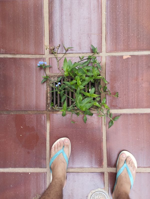 Identificação da planta Trapoeraba por foto