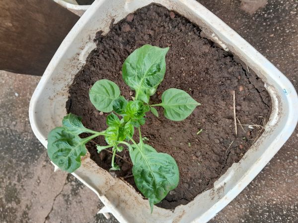 Identificação da planta Malagueta por foto
