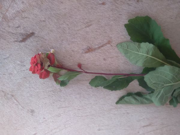 Identificação da planta Cambuíra por foto