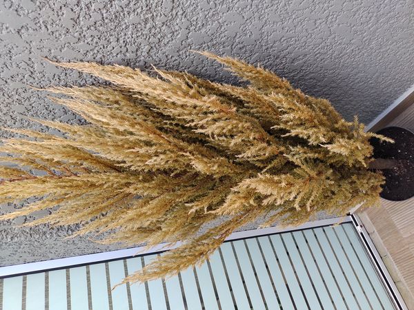 Identificação da planta Tuia-chinesa por foto