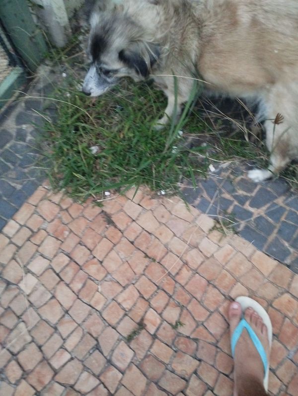 Identificação da planta Lobélia por foto