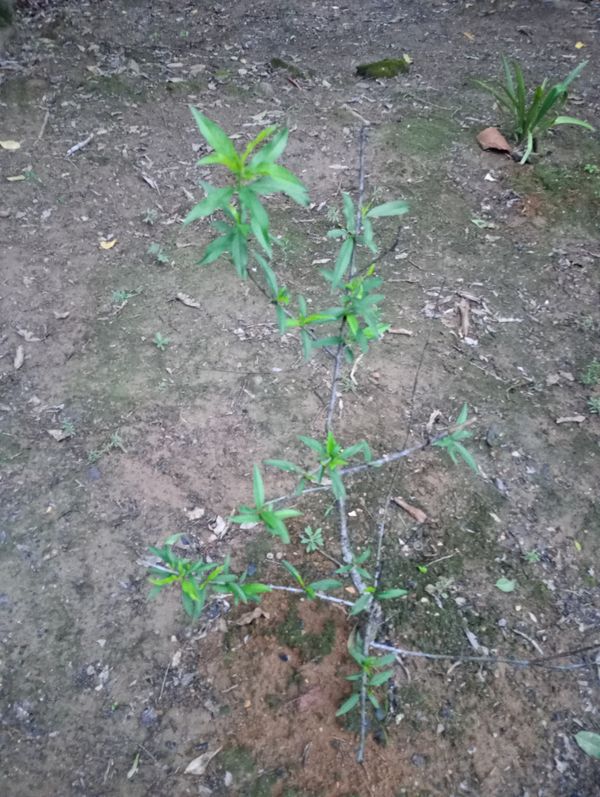 Identificação da planta Pêssego por foto