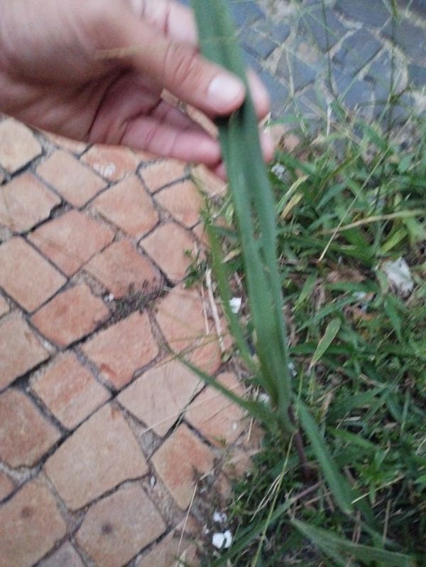 Identificação da planta Capim-annoni por foto