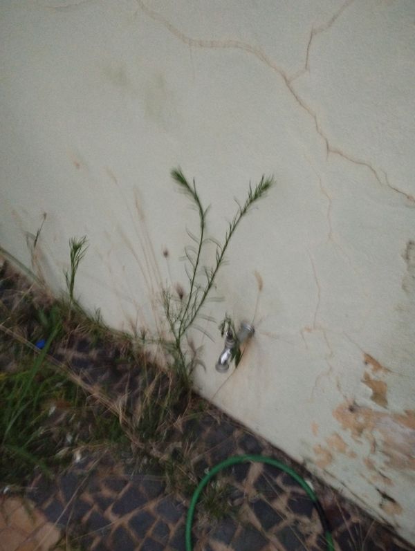 Identificação da planta Vassourinha por foto