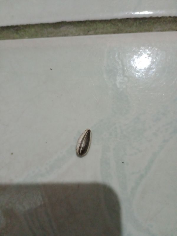 Identificação da planta Carqueja por foto