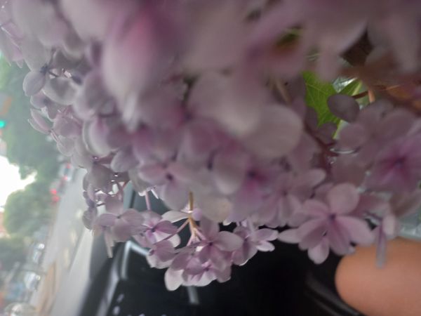 Identificação da planta Lilás por foto