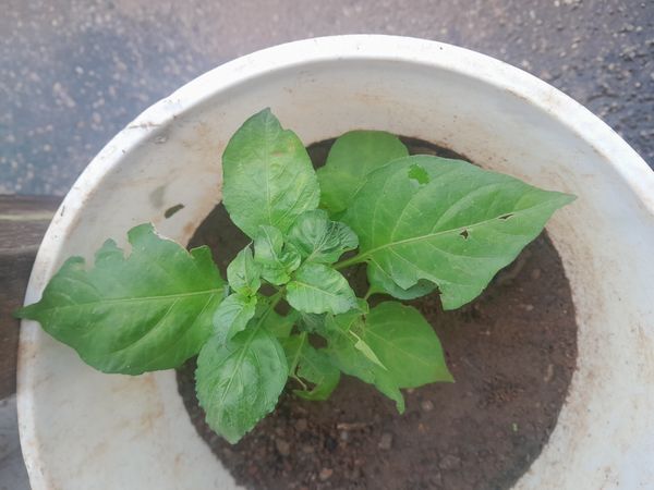 Identificação da planta Pimenta-de-cheiro por foto
